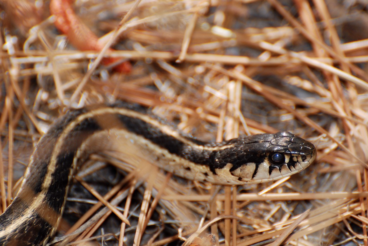 Thamnophis elegans